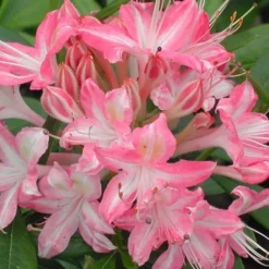 Ribbon Candy Swamp Azalea (Rhododendron Viscosum) - 3 Gallon Pot 10 Ribbon Candy Swamp Azalea (Rhododendron Viscosum) - 3 Gallon Pot -Deals Gleam Arbor Store rhododendron viscosum ribbon candy swamp azalea 3