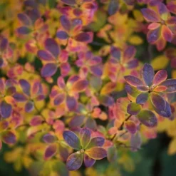 Ribbon Candy Swamp Azalea (Rhododendron Viscosum) - 3 Gallon Pot 11 Ribbon Candy Swamp Azalea (Rhododendron Viscosum) - 3 Gallon Pot -Deals Gleam Arbor Store rhododendron viscosum swamp azalea 3