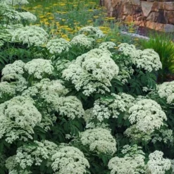 American Elderberry (Sambucus Nigra Canadensis) - 6 Pack Of 1 Gallon Pots -Deals Gleam Arbor Store sambucus nigra canadensis common elderberry 12