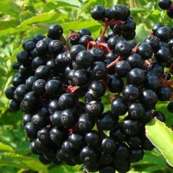 American Elderberry (Sambucus Nigra Canadensis) - 6 Pack Of 1 Gallon Pots -Deals Gleam Arbor Store sambucus nigra canadensis common elderberry 4