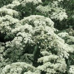 American Elderberry (Sambucus Nigra Canadensis) - 6 Pack Of 1 Gallon Pots -Deals Gleam Arbor Store sambucus nigra canadensis common elderberry 7