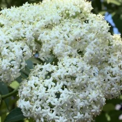 American Elderberry (Sambucus Nigra Canadensis) - 6 Pack Of 1 Gallon Pots -Deals Gleam Arbor Store sambucus nigra canadensis common elderberry 9