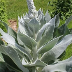 Giant Silver Mullien (Verbascum Bombyciferum) - 1 Gallon Pot