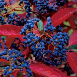 Winterthur Viburnum - 3 Gallon Pot